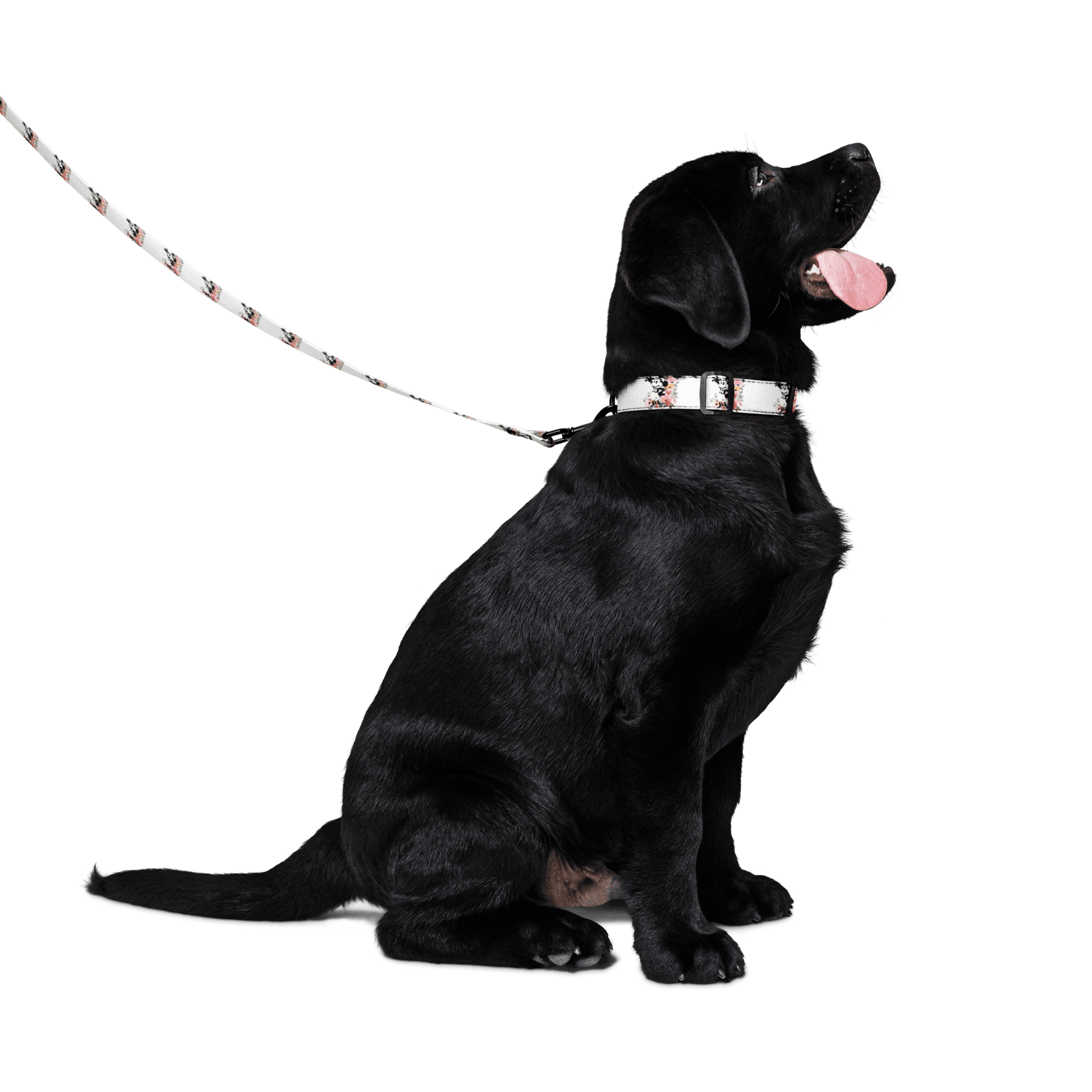 Steamboat Willie - Bloom - Pet Collar & Leash - Whippie's