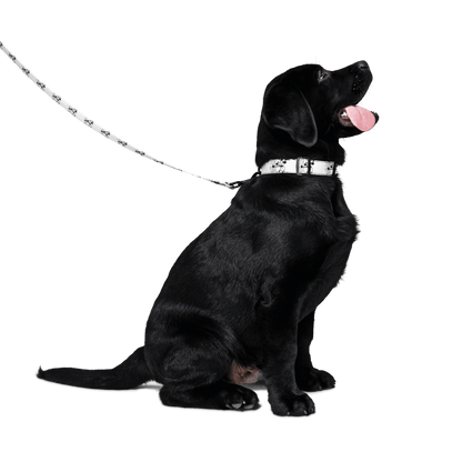 Steamboat Willie - Pet Collar & Leash - Whippie's